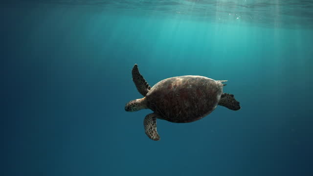 Green sea turtle swimming in the open ocean in golden afternoon light