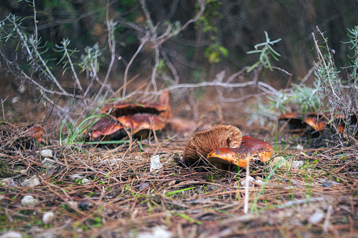View of a brown mushrooms on the soil in forest.