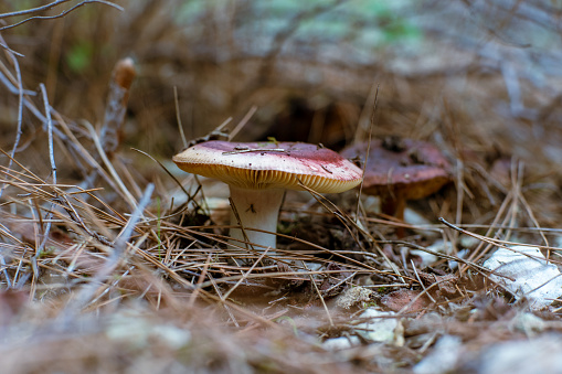 View of a brown mushrooms on the soil in forest.