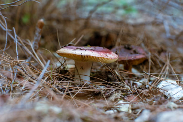 грибы - moss fungus macro toadstool стоковые фото и изображения