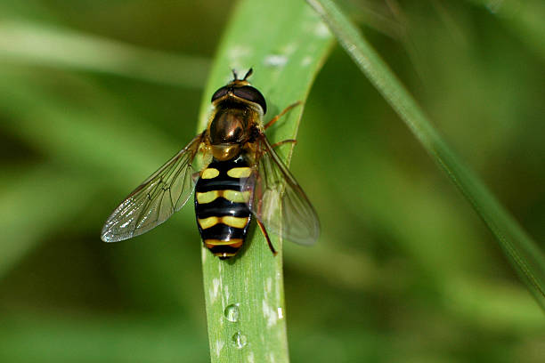 istock Hoverfly on a blade of grass 145858604