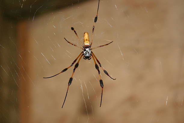 Bananna Spider hiding out!