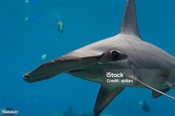 Hamhed Stockfoto und mehr Bilder von Hammerhai - Hammerhai, Australien, Hai