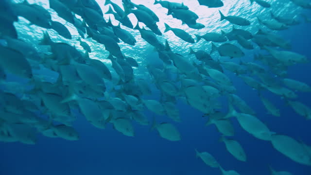 Swimming through a large school of fish in the open ocean while scuba diving