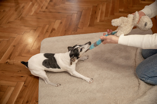 Mature woman and her dog, Jack Russel breed, playing with a toy on a floor