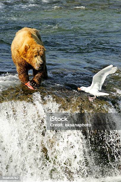 Osos Grizzly Foto de stock y más banco de imágenes de Agua - Agua, Aire libre, Ala de animal