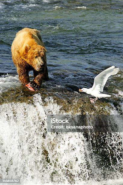 Ursos Pardos - Fotografias de stock e mais imagens de Alasca - Alasca, Animais caçando, Animal