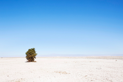 A lone tree in the Atacama desert