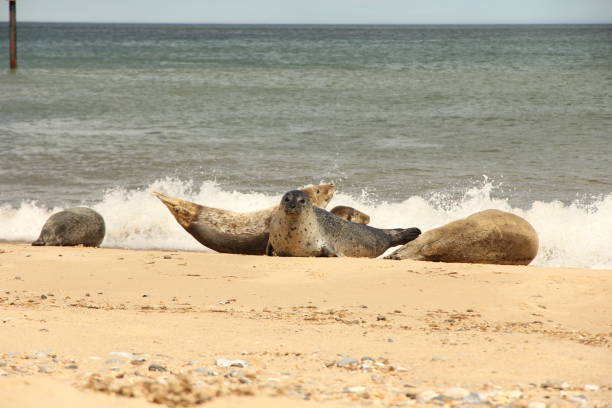 Small group of seals on sandy beach with crashing waves in background