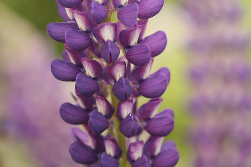 Close up of blue lupin flower petals with shallow depth of field