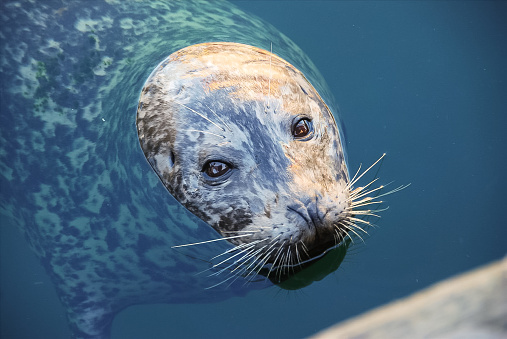 Common harbor in blue water looking directly at the camera in its natural habitat.  Portrait of a harbor seal, common marine mammal from the pacific and atlantic coast.