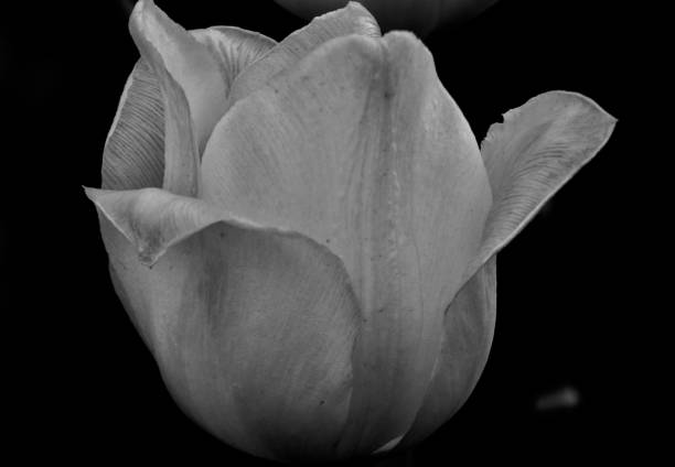 istock TULIP WITH CURLED PETALS - IMAGE BLACK AND WHITE 1458598392