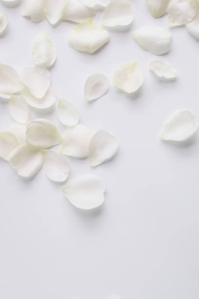 istock white rose petals on white background. 1458600136