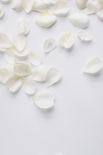 white rose petals on white background.