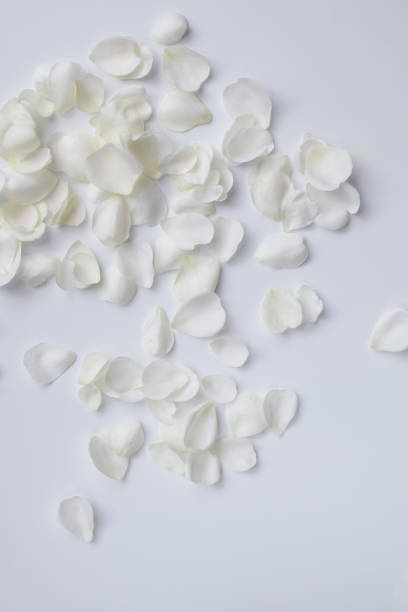 istock white rose petals on white background. 1458600138