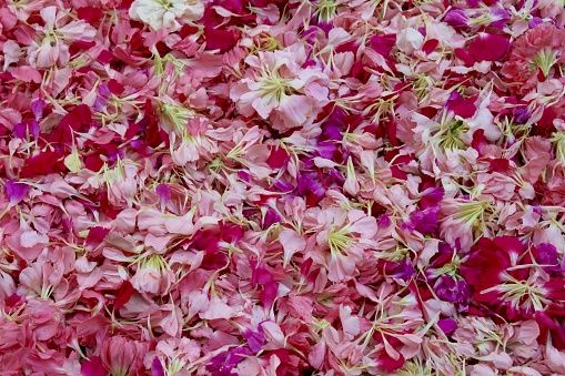 Beautiful carnation petals separated from their stems en mass
