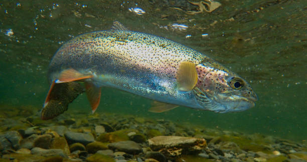 istock Underwater rainbow trout in the Russian River, Alaska 1458602840