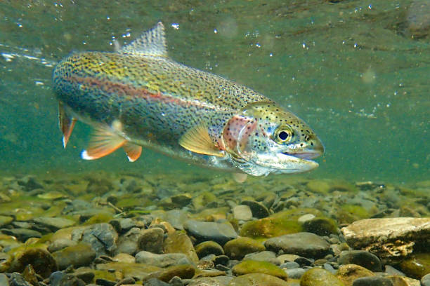 underwater rainbow trout in the russian river, alaska - animal catch of fish catching sport imagens e fotografias de stock