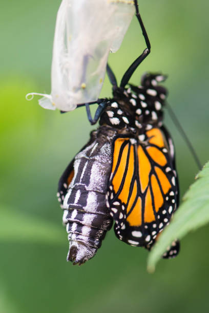 istock Monarch Butterfly hanging to dry wings 1458603688