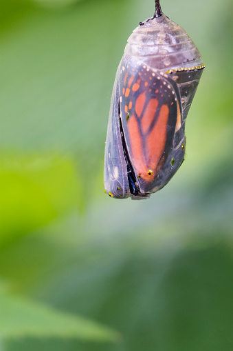 Monarch butterfly just cracking open its chrysalis.
