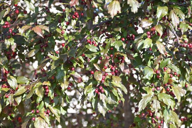 Berry Tree stock photo