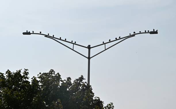Birds on Streetlight stock photo