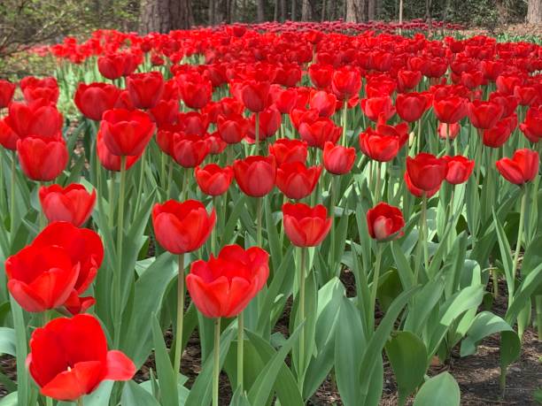Spring Blooms Red Tulips stock photo