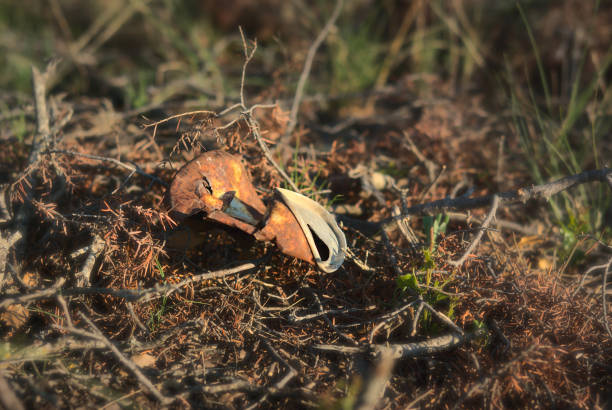 istock An old rusty can on the ground. Pollution in nature. Soil contamination concept. Copy space 1458610676