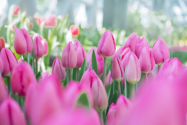 핑크 튤립 정원 - tulip pink flower bed flower 뉴스 사진 이미지