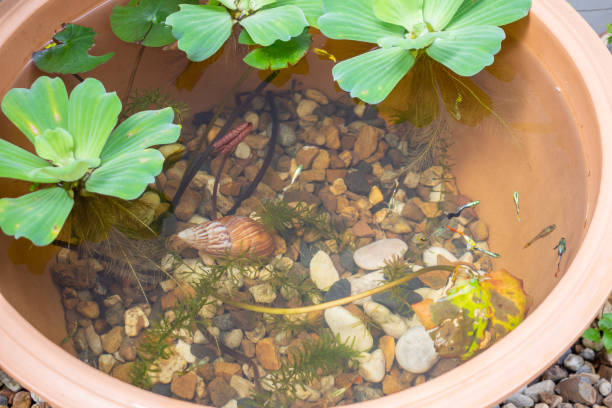 istock guppy fish in the small lotus pond 1458612706