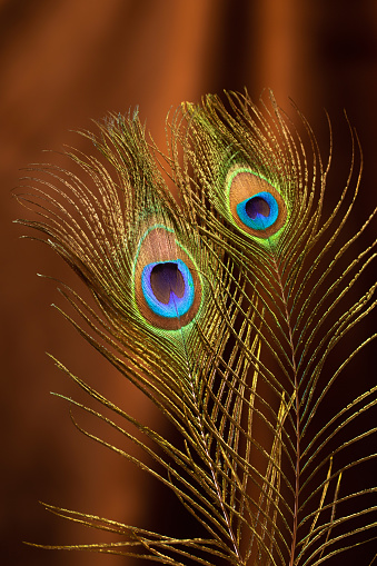 peacock feather on background of velvet