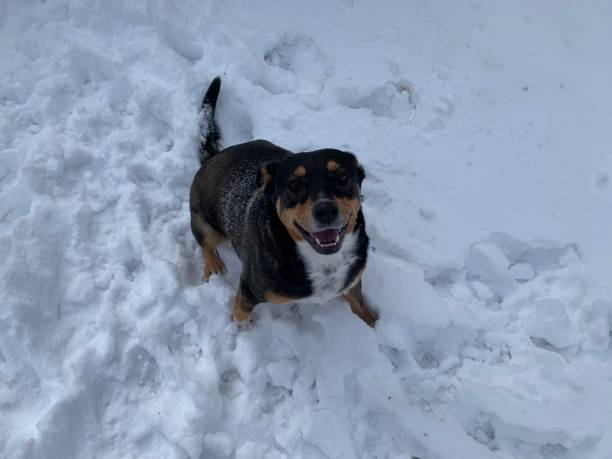 Happy Doggo Having a Snow Day stock photo