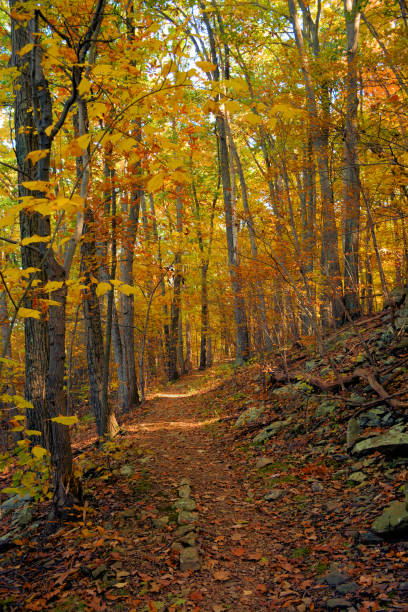 istock Shenandoah National Park 1458619097