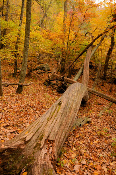 istock Shenandoah National Park 1458619193