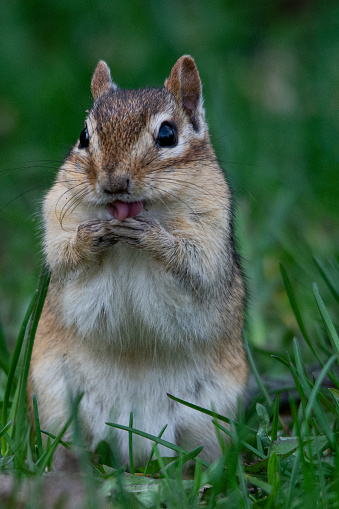 This little chipmunk was busy cleaning up after a tasty snack.