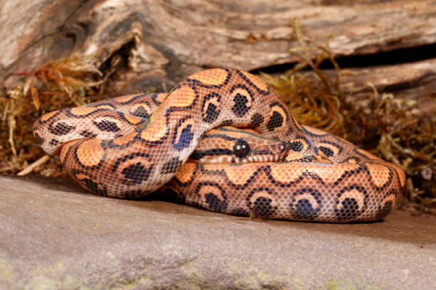 istock Brazilian Rainbow Boa resting on rock 1458621160
