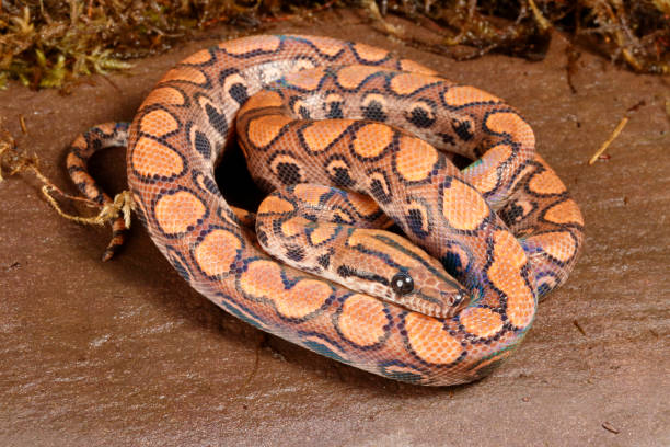 istock Brazilian Rainbow Boa resting on rock 2 1458621163