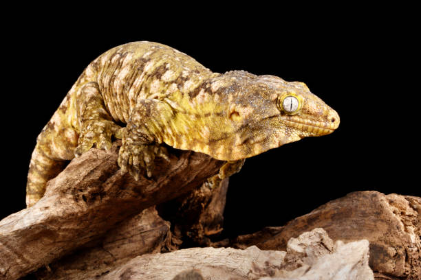 New Caledonia Giant Gecko (Leachianus) Portrait stock photo