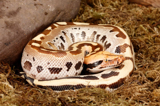 Short Tailed Python on Moss stock photo