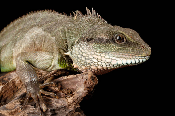 istock Chinese Water Dragon portrait 1458621241