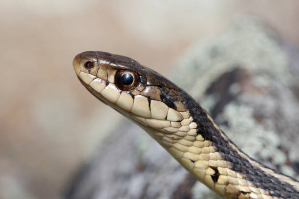 Eastern Garter Snake Portrait 2 stock photo