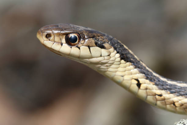 istock Eastern Garter Snake Portrait 1458621272