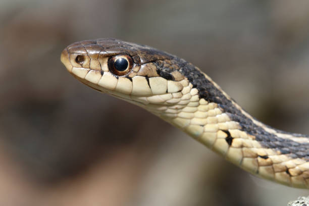 Eastern Garter Snake Portrait stock photo