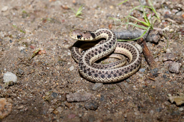 Young Garter Snake 1 stock photo