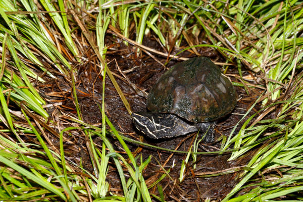 Eastern Musk Turtle stock photo