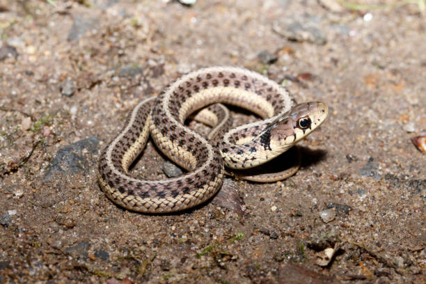 Young Garter Snake 2 stock photo