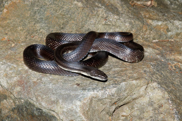 Black Rat Snake on a rock stock photo
