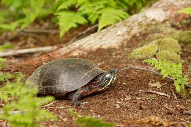 Painted Turtle Near Ferns stock photo