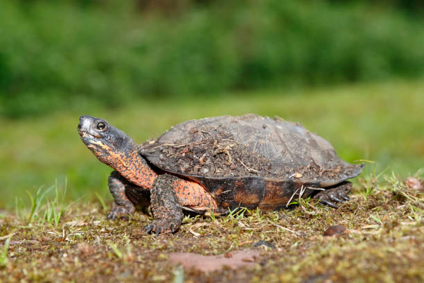 Wood Turtle on moss stock photo