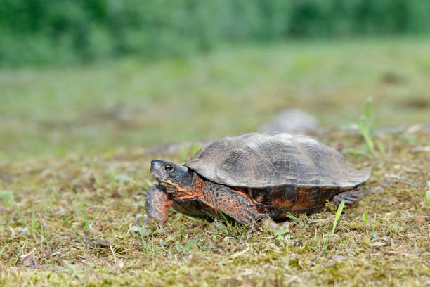 Wood Turtle in Grass 2 stock photo